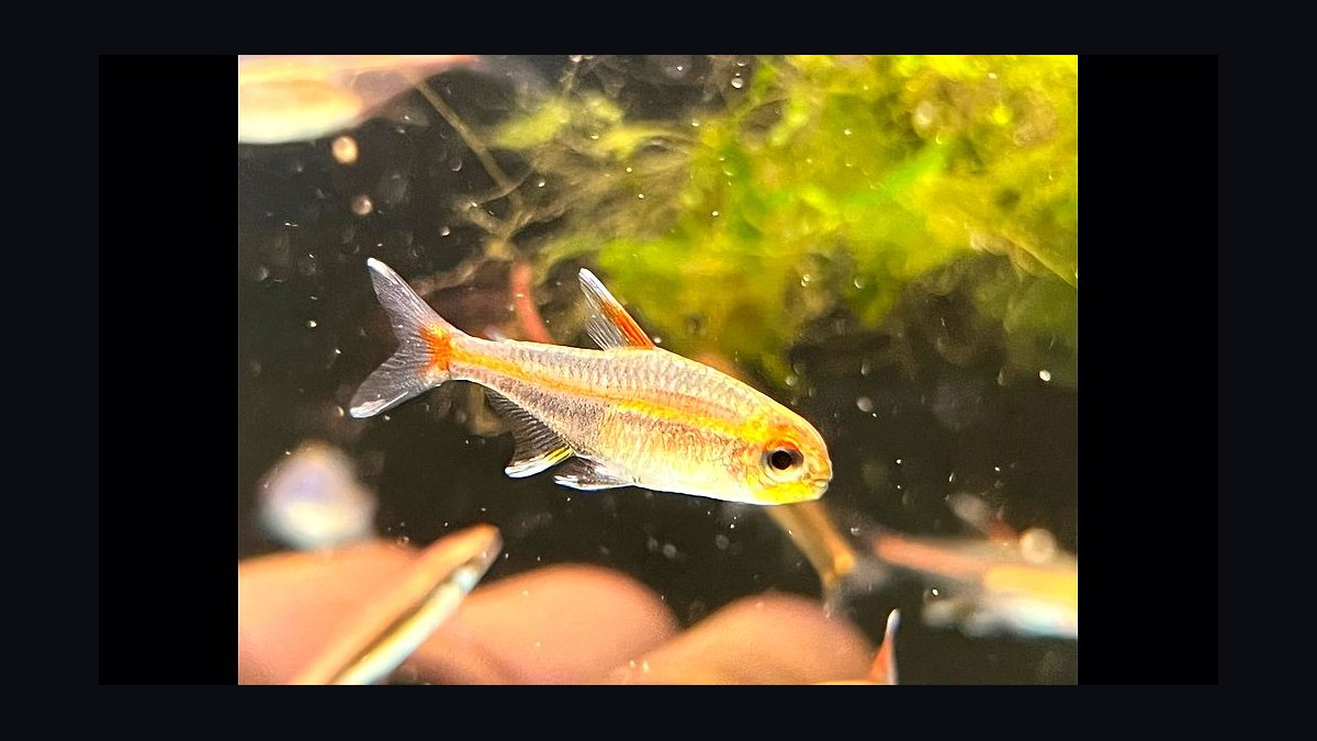 Top 10 Glowlight Tetra Varieties 2027
