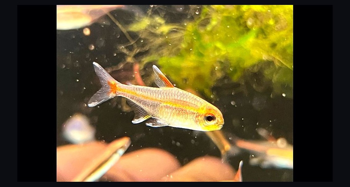 Top 10 Glowlight Tetra Varieties 2027