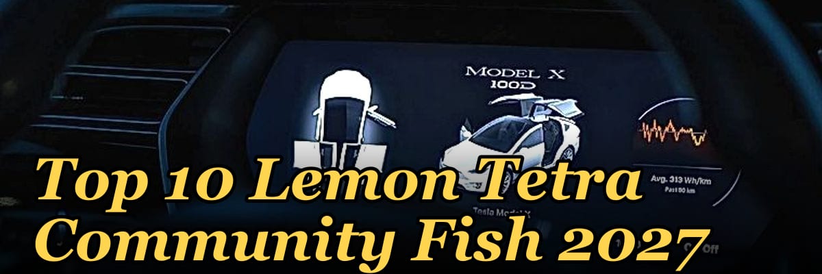 Top 10 Lemon Tetra Community Fish 2027