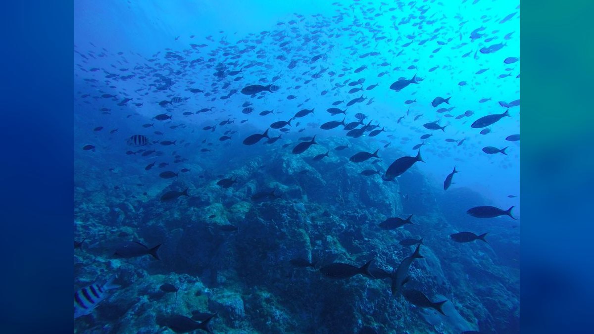 Top 10 Penguin Tetra Shoaling Fish 2027 — figure 5
