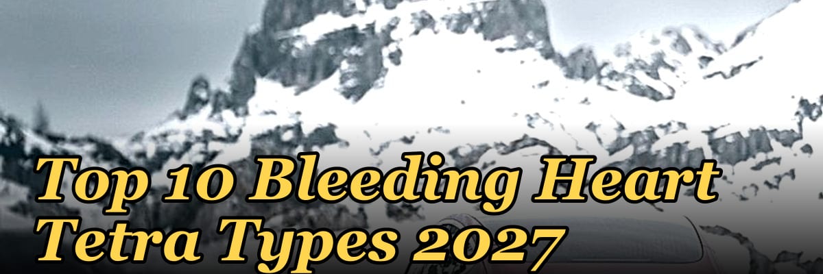 Top 10 Bleeding Heart Tetra Types 2027