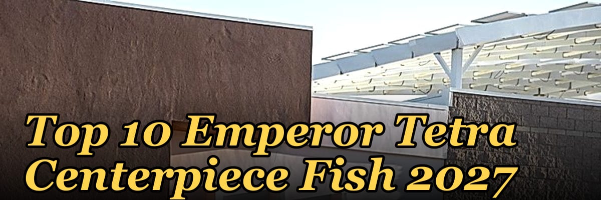 Top 10 Emperor Tetra Centerpiece Fish 2027