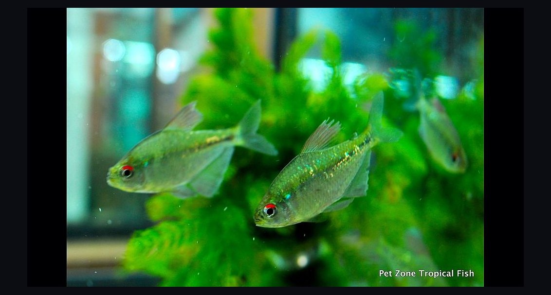 Top 10 Diamond Tetra Color Strains 2027