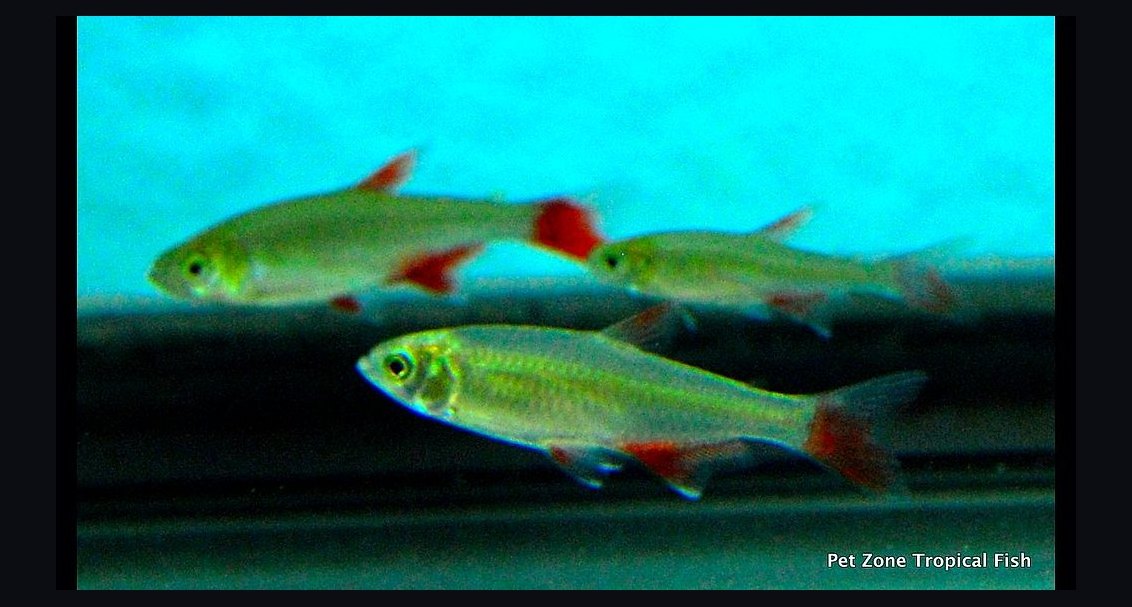 Top 10 Bloodfin Tetra Active Swimmers 2027