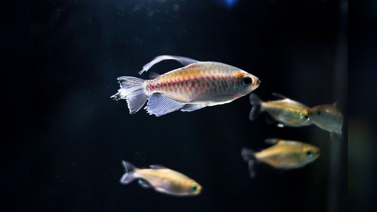 Top 10 Columbian Tetra Shoalers 2027 — figure 6