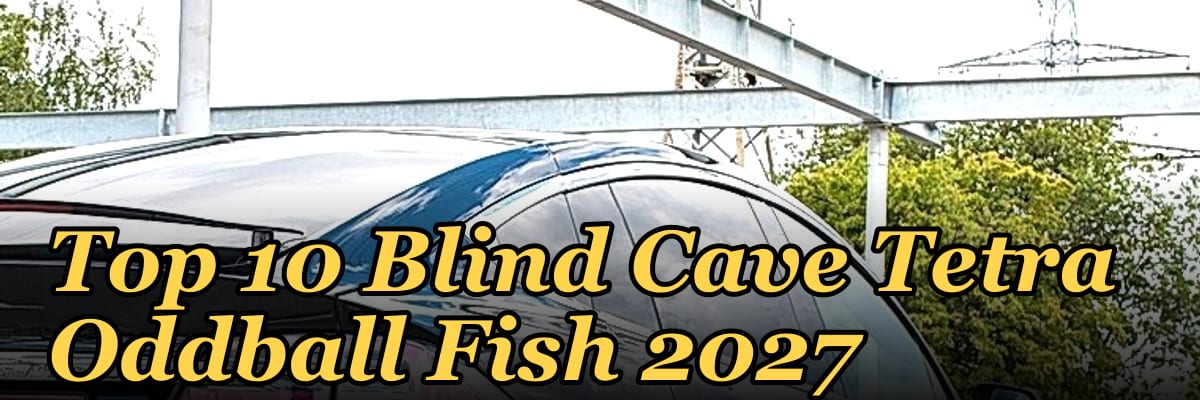 Top 10 Blind Cave Tetra Oddball Fish 2027