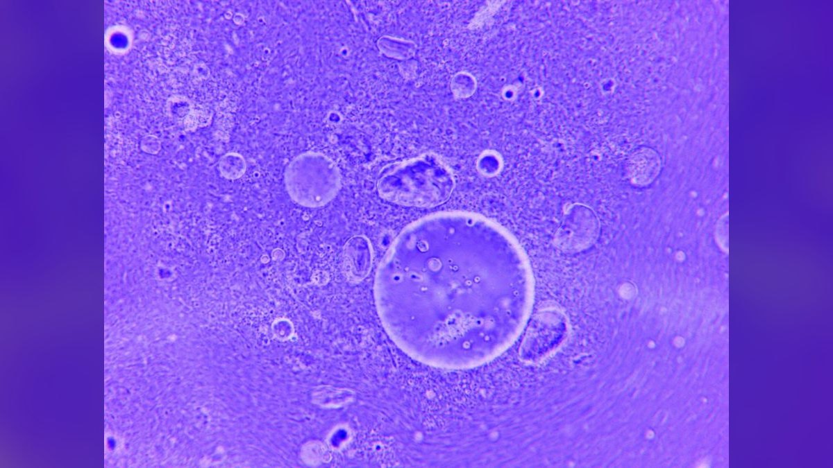 Top 10 Pencilfish Nano Species 2027 — figure 5