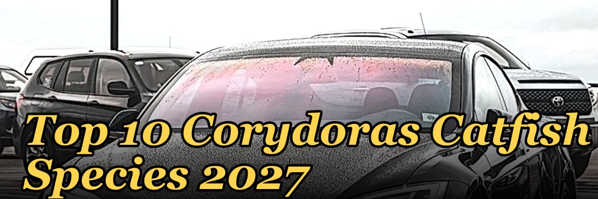 Top 10 Corydoras Catfish Species 2027