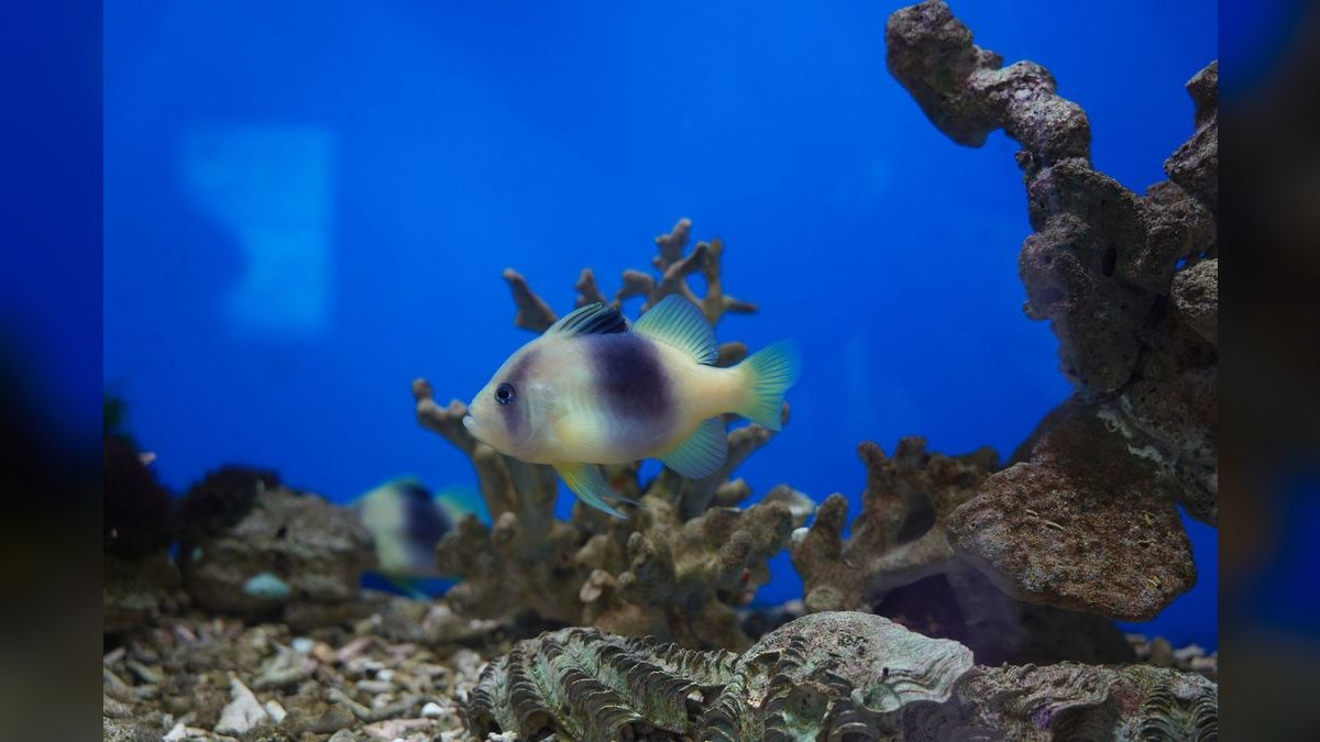 Top 10 Corydoras Sterbai Tank Mates 2027 — figure 6