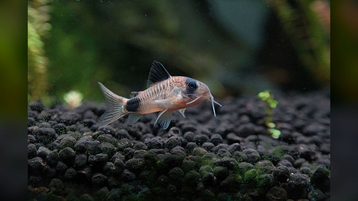 Top 10 Corydoras Sterbai Tank Mates 2027