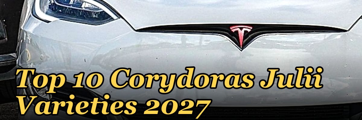 Top 10 Corydoras Julii Varieties 2027