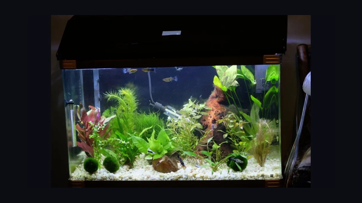 Top 10 Corydoras Pygmaeus Schooling Catfish 2027 — figure 10