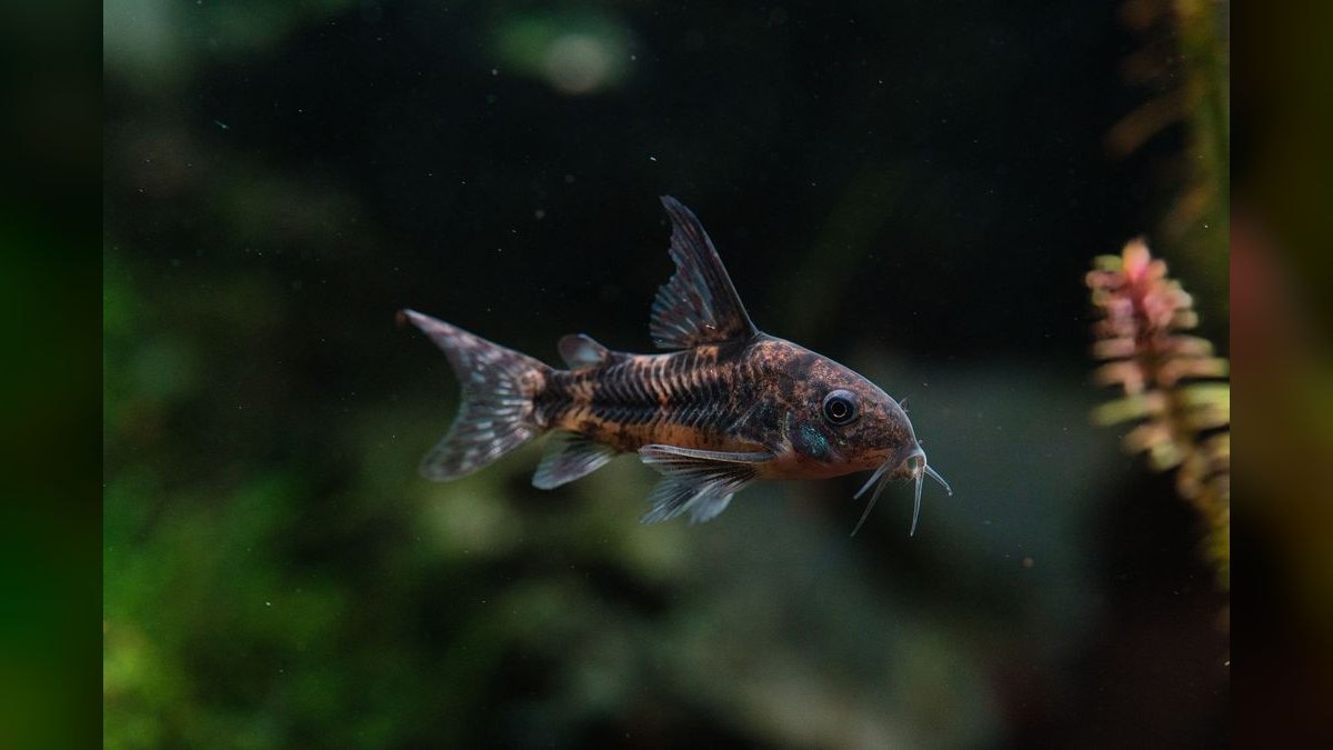 Top 10 Corydoras Pygmaeus Schooling Catfish 2027 — figure 3