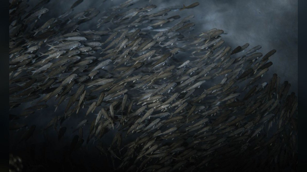 Top 10 Corydoras Pygmaeus Schooling Catfish 2027 — figure 5