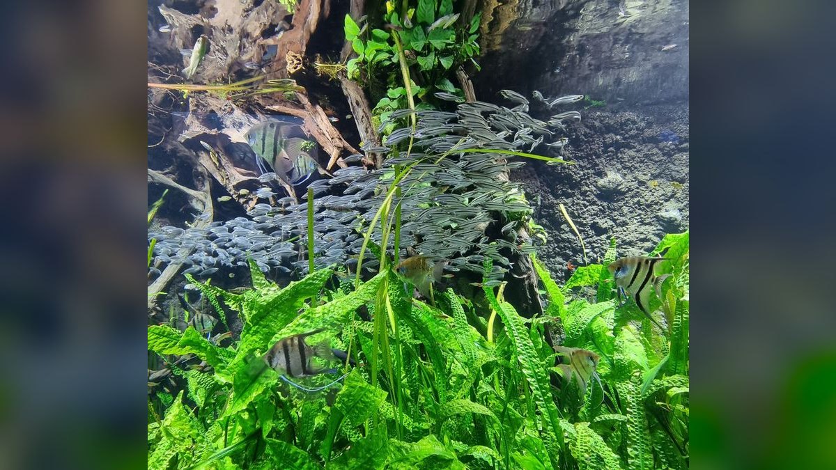 Top 10 Corydoras Pygmaeus Schooling Catfish 2027 — figure 6