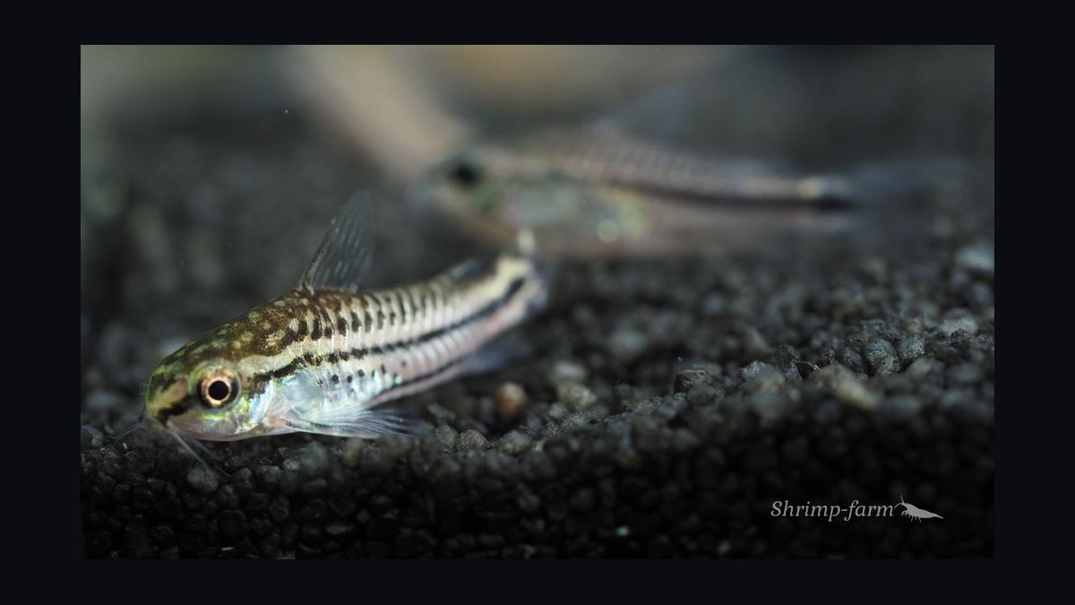 Top 10 Corydoras Pygmaeus Schooling Catfish 2027 — figure 8