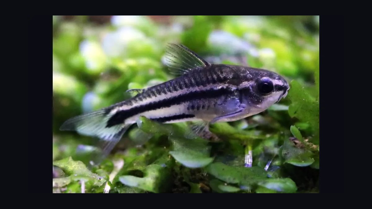 Top 10 Corydoras Pygmaeus Schooling Catfish 2027