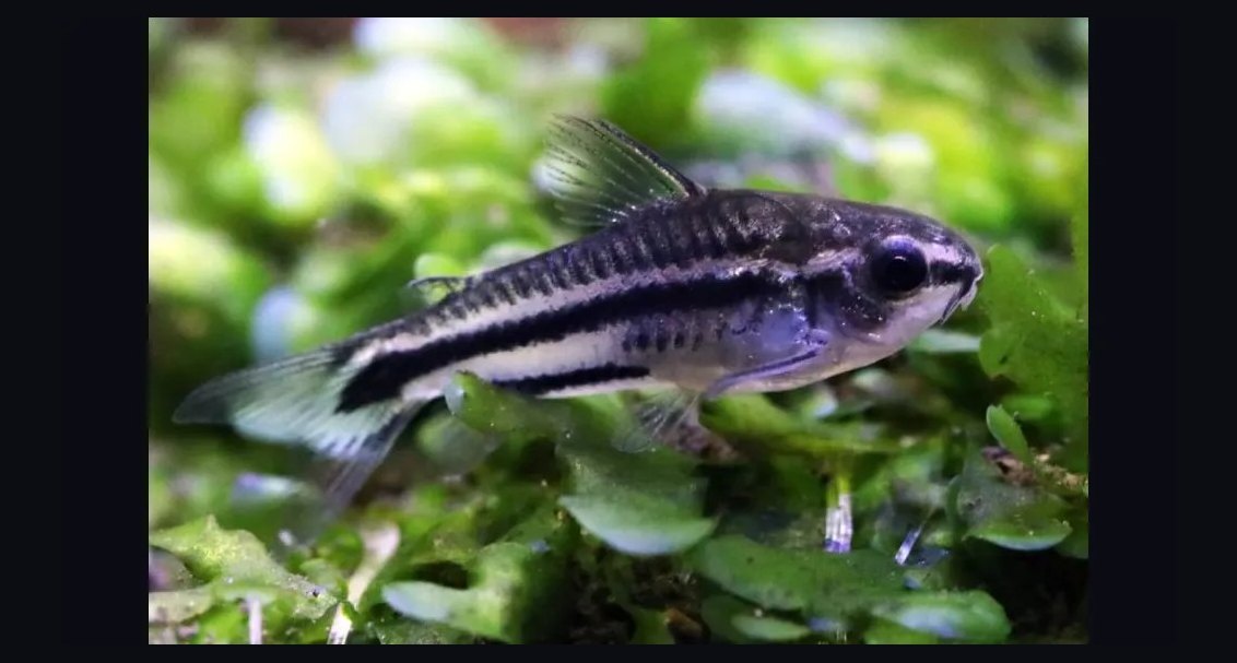 Top 10 Corydoras Pygmaeus Schooling Catfish 2027
