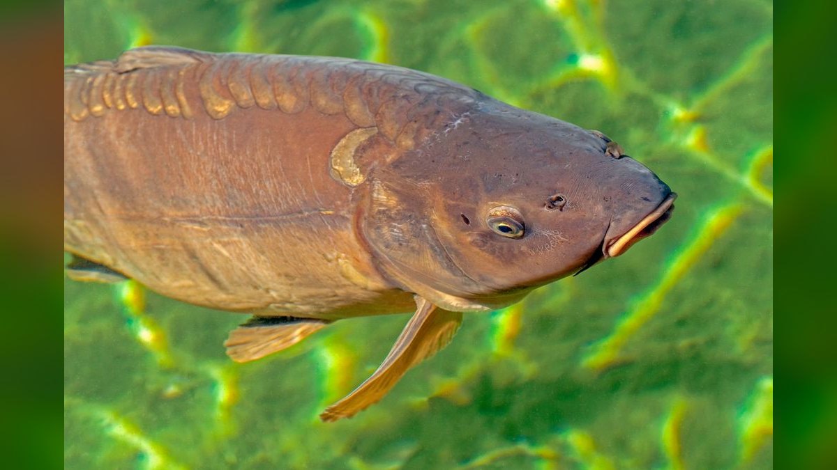 Top 10 Bronze Corydoras Beginner Picks 2027 — figure 6