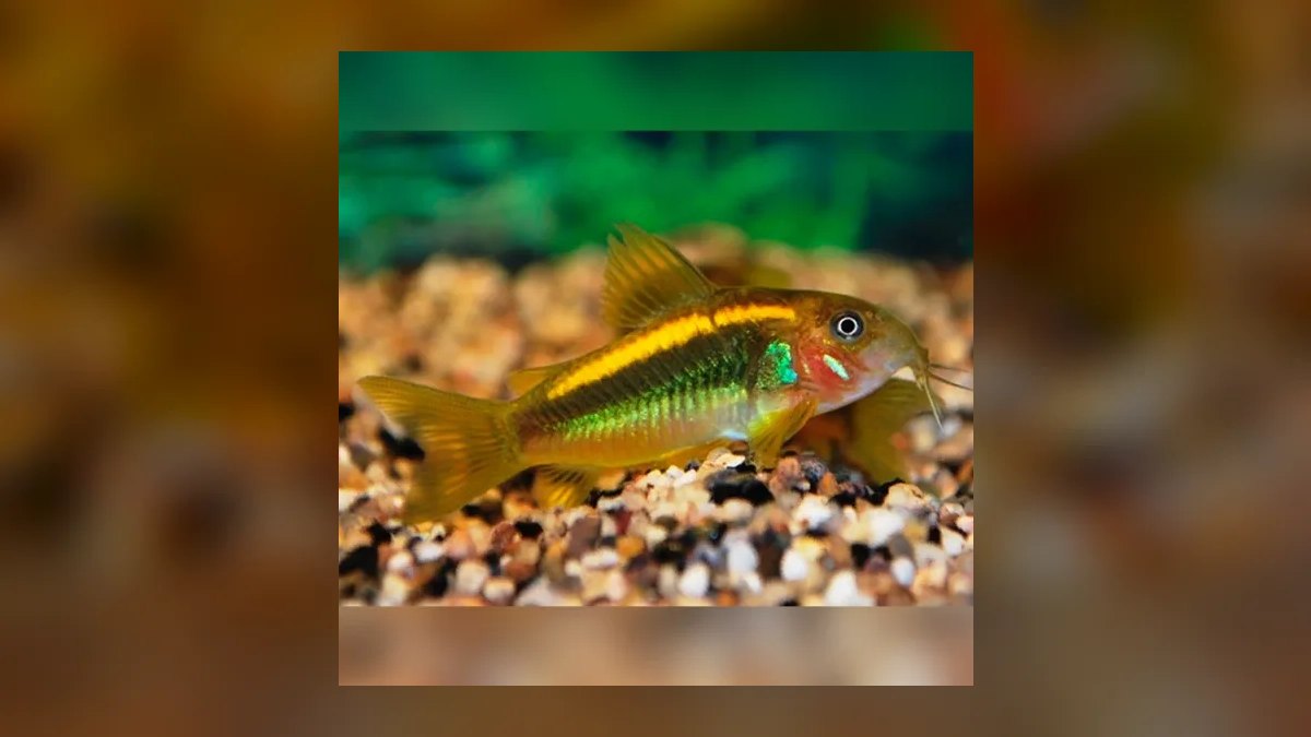 Top 10 Bronze Corydoras Beginner Picks 2027 — figure 7