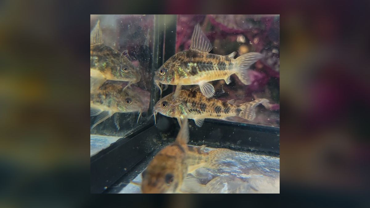 Top 10 Bronze Corydoras Beginner Picks 2027 — figure 8