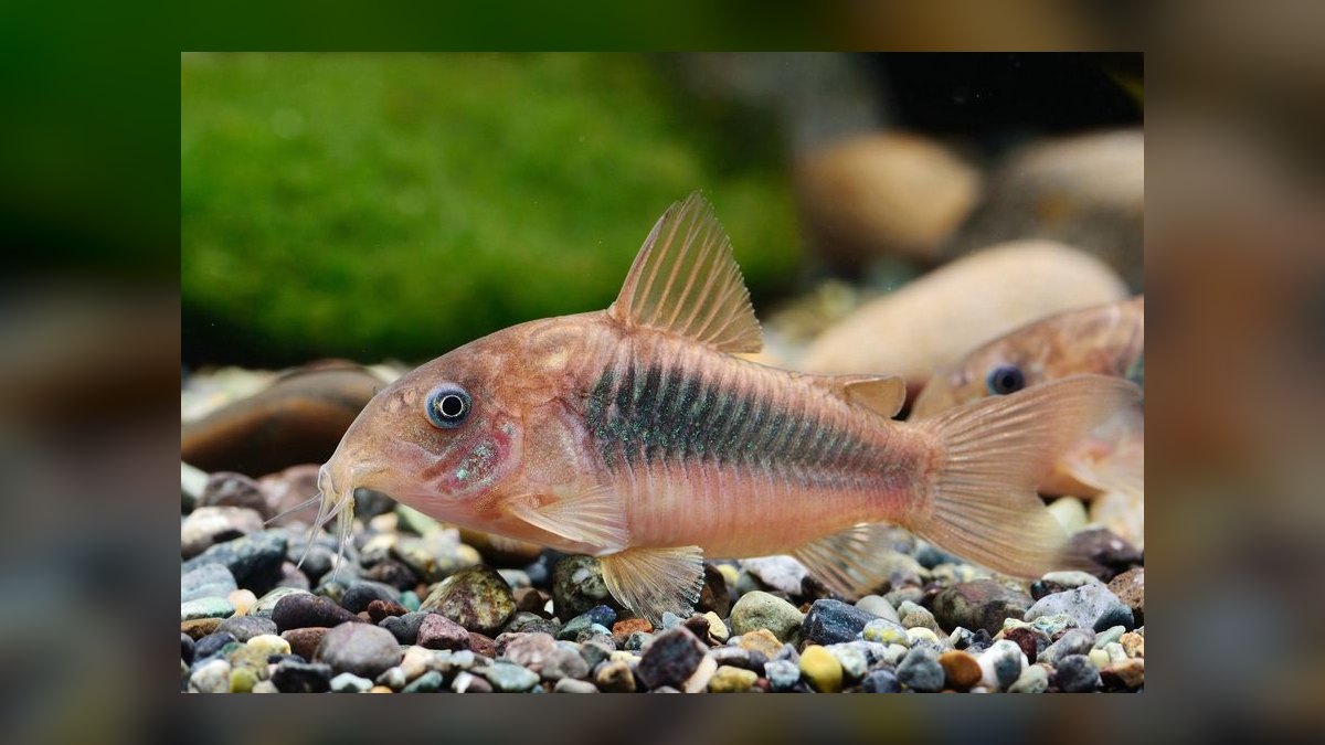 Top 10 Bronze Corydoras Beginner Picks 2027