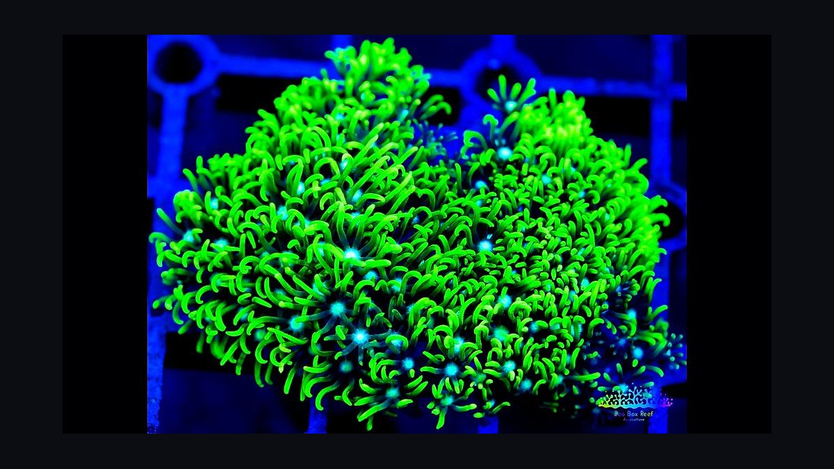 Top 10 Clown Pleco Wood Grazers 2027 — figure 2