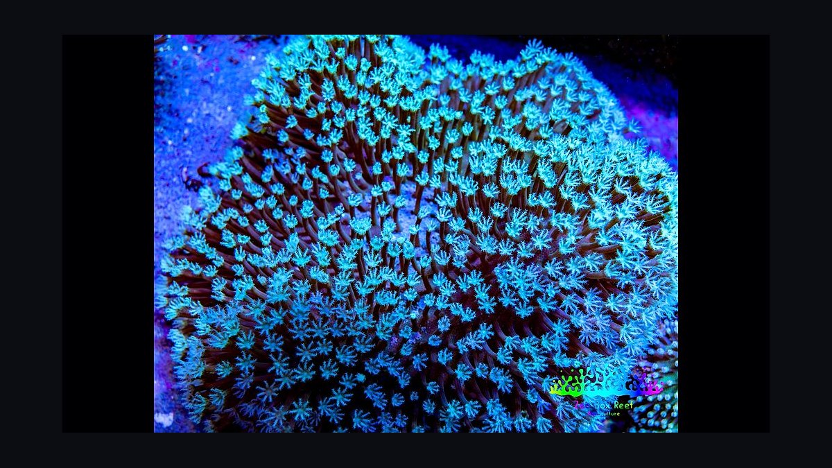 Top 10 Clown Pleco Wood Grazers 2027 — figure 5