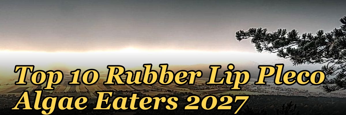 Top 10 Rubber Lip Pleco Algae Eaters 2027