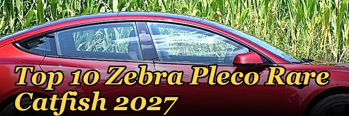 Top 10 Zebra Pleco Rare Catfish 2027