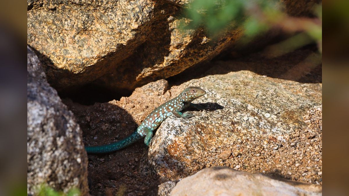 Top 10 Whiptail Catfish Peaceful Oddballs 2027