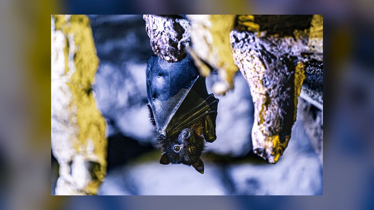 Top 10 Upside Down Catfish African Picks 2027 — figure 6