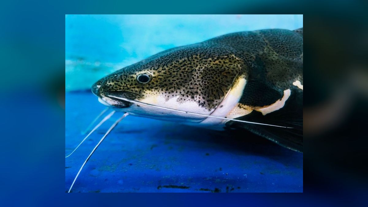 Top 10 Upside Down Catfish African Picks 2027 — figure 8
