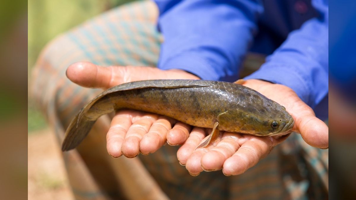 Top 10 Synodontis Catfish Species 2027 — figure 3