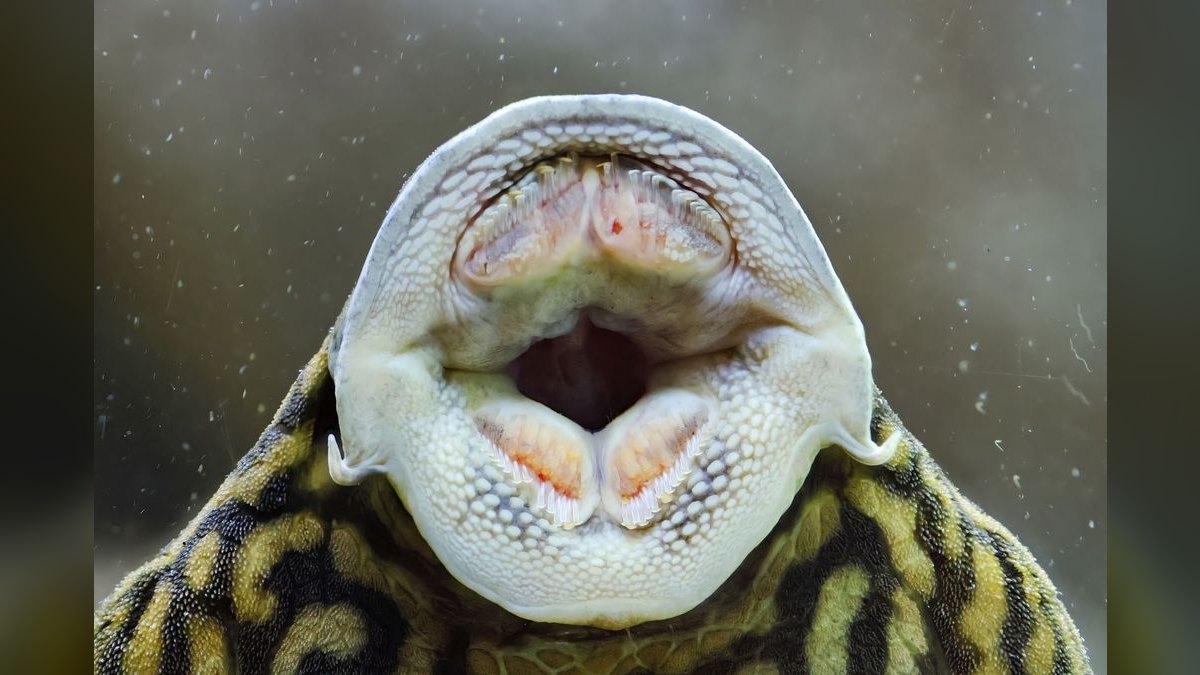Top 10 Synodontis Catfish Species 2027 — figure 6