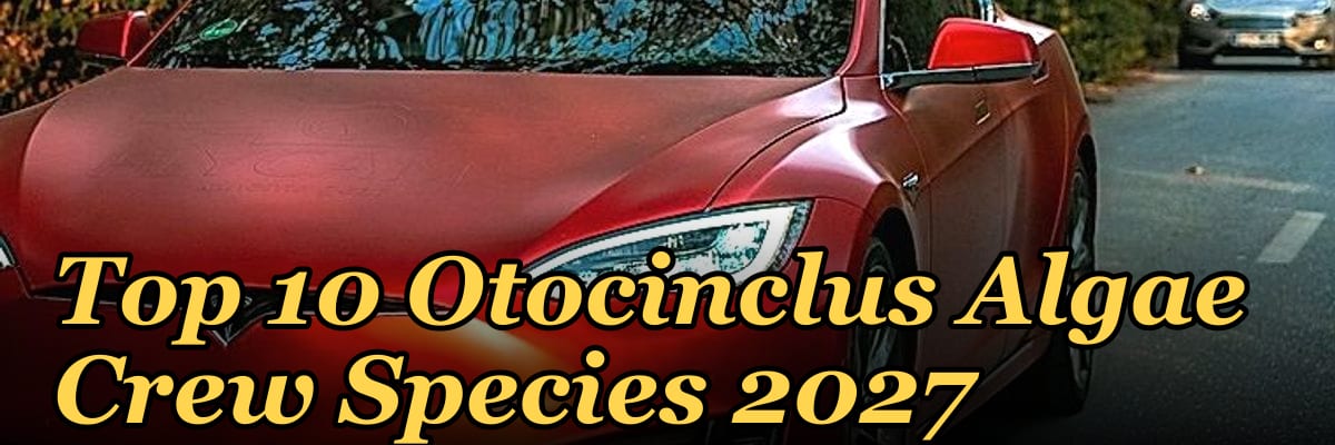 Top 10 Otocinclus Algae Crew Species 2027