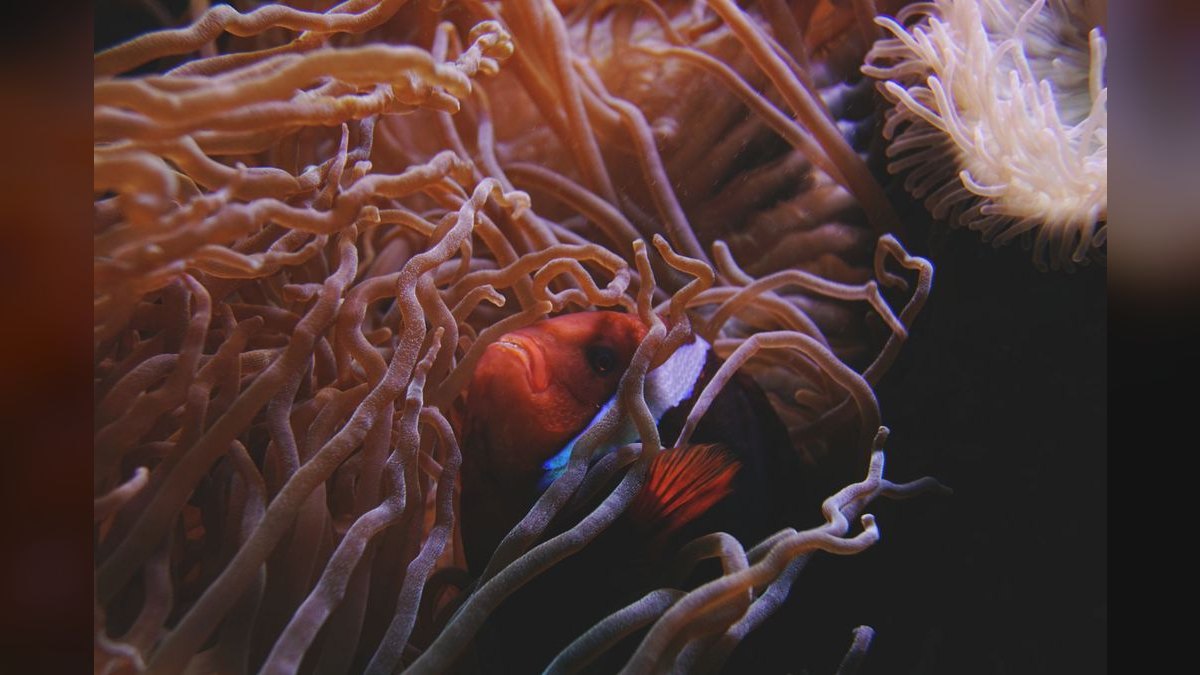Top 10 Clown Loach Centerpiece Fish 2027 — figure 3
