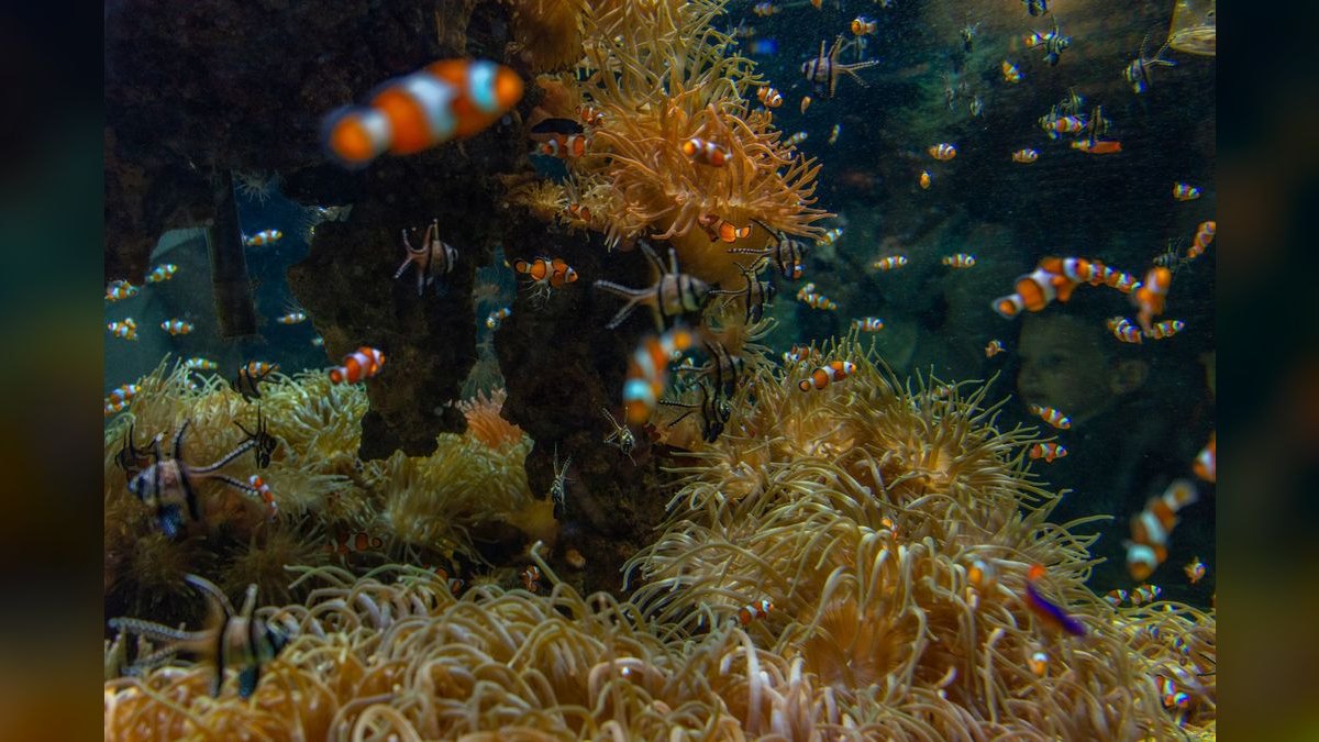 Top 10 Clown Loach Centerpiece Fish 2027 — figure 6