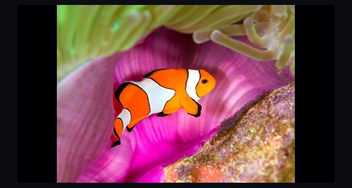 Top 10 Clown Loach Centerpiece Fish 2027