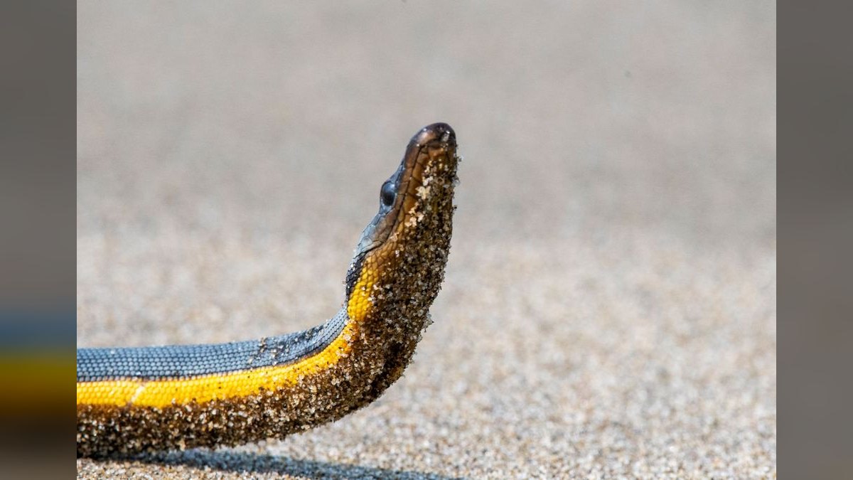 Top 10 Kuhli Loach Sand Dwellers 2027 — figure 3