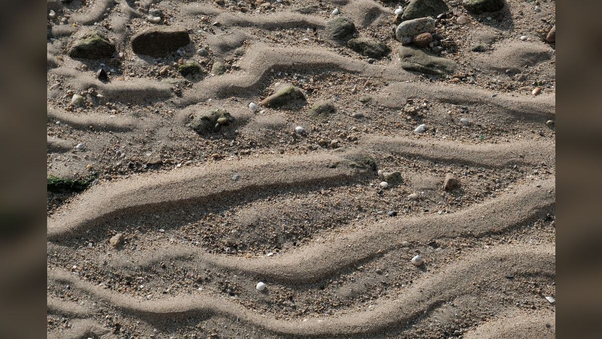 Top 10 Kuhli Loach Sand Dwellers 2027 — figure 5