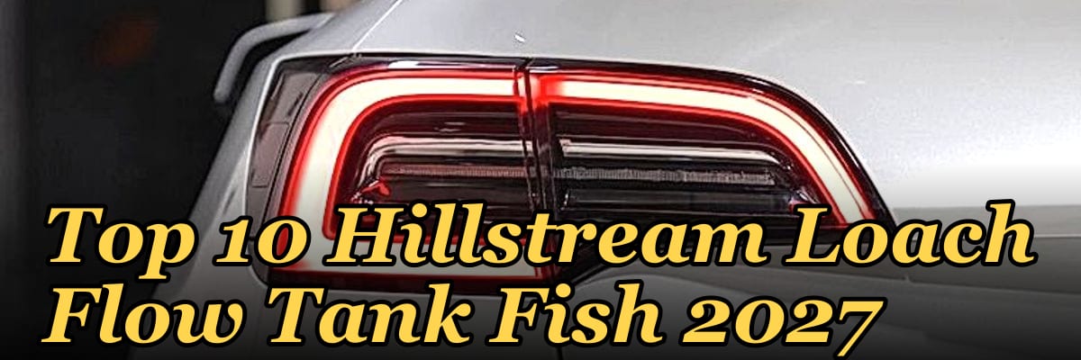 Top 10 Hillstream Loach Flow Tank Fish 2027