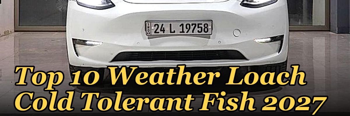 Top 10 Weather Loach Cold Tolerant Fish 2027