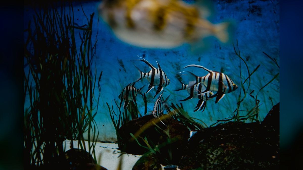 Top 10 Zebra Loach Striped Bottom Fish 2027 — figure 1