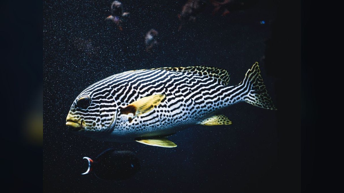 Top 10 Zebra Loach Striped Bottom Fish 2027 — figure 2