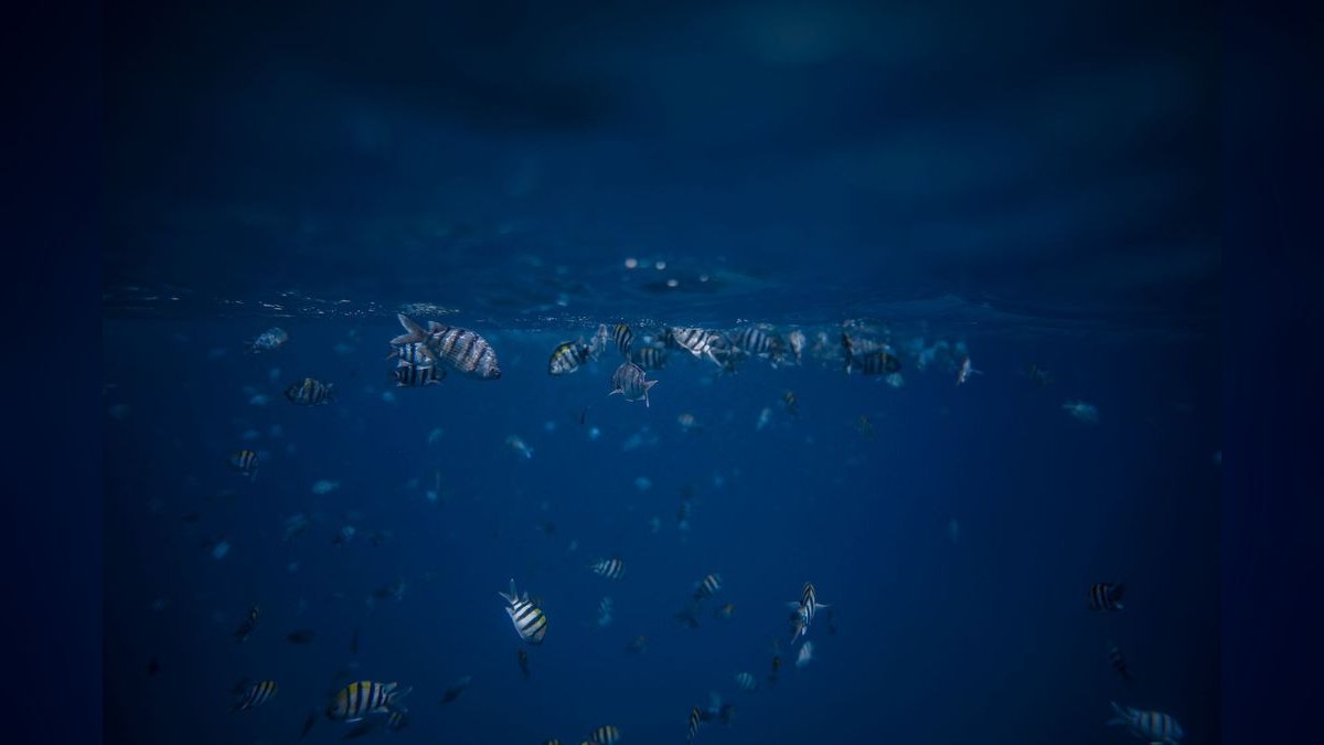 Top 10 Zebra Loach Striped Bottom Fish 2027 — figure 3