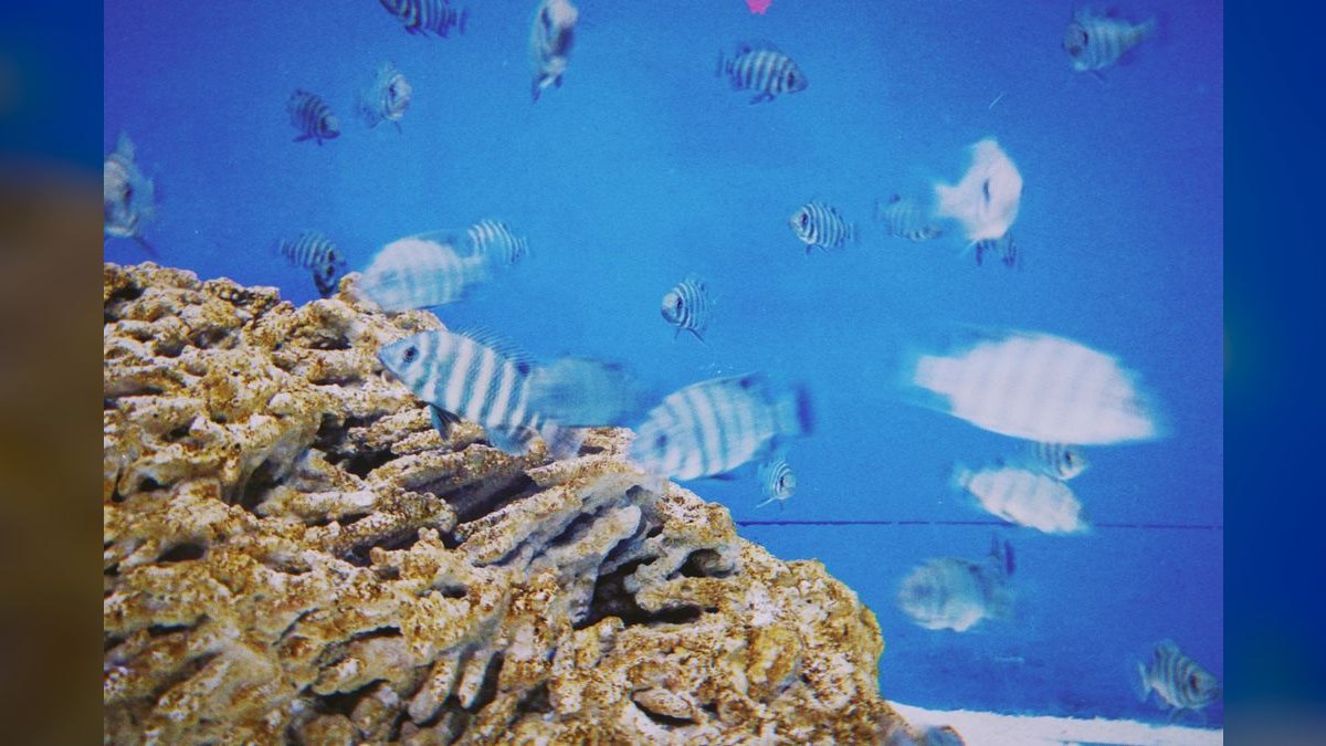 Top 10 Zebra Loach Striped Bottom Fish 2027 — figure 5