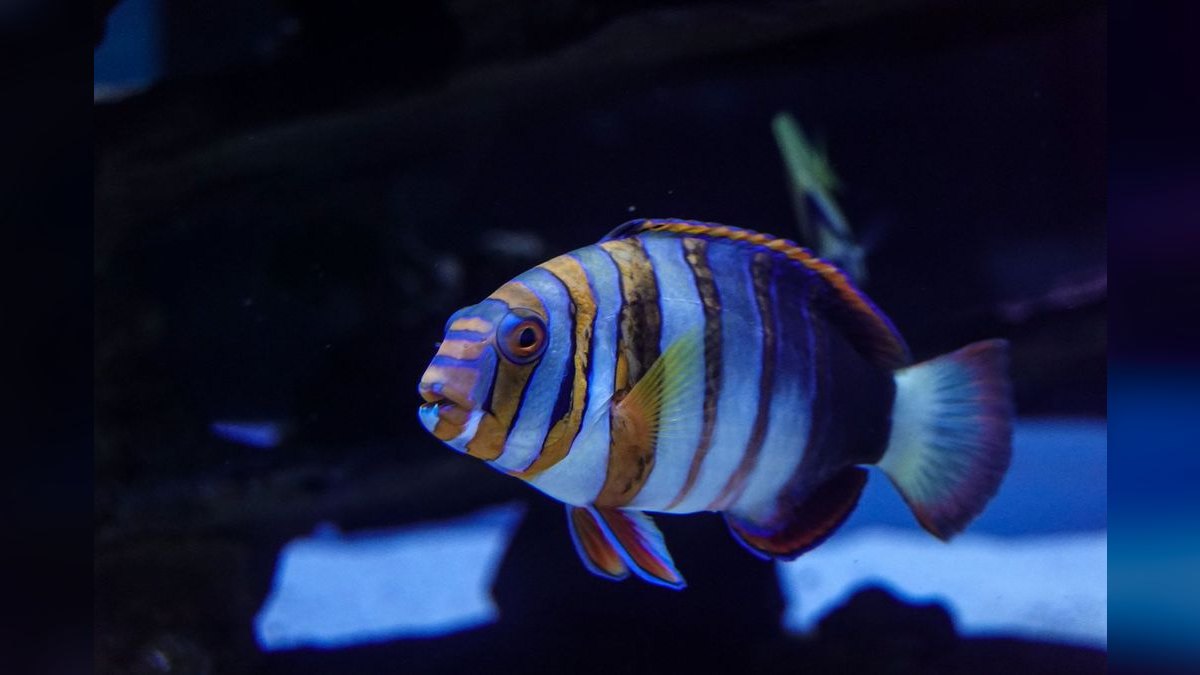 Top 10 Zebra Loach Striped Bottom Fish 2027 — figure 6