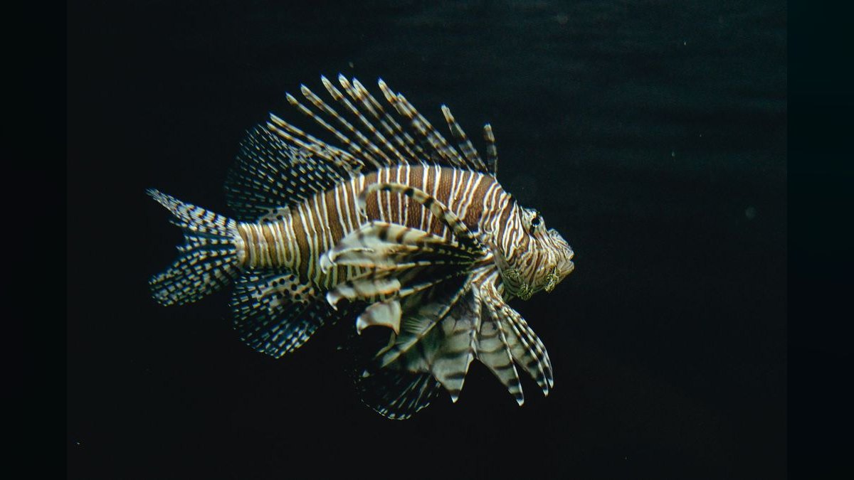 Top 10 Zebra Loach Striped Bottom Fish 2027