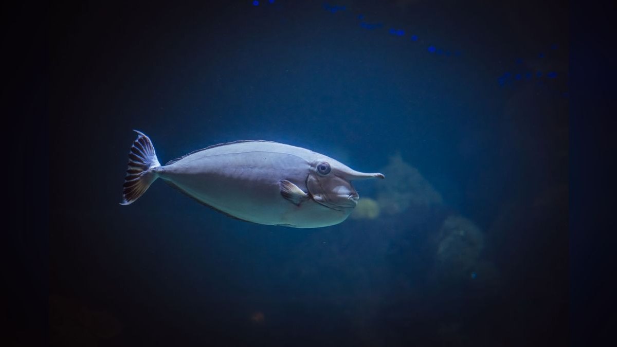 Top 10 Elephant Nose Fish Oddball Picks 2027
